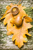 Acorn fall scene: Oak leaves with acorn