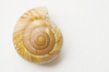 Sea shell on white background: Round snail or sea shell on white background