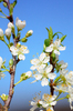 flores blancas de cerezo: 