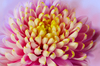 Chrysanthemum colors: Chrysanthemum close up