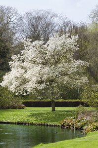 Park tree: spring park