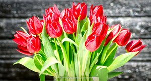 Tulips bunch: Red tulips