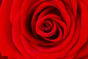 Love is red 2: Beautiful soft roses close-up