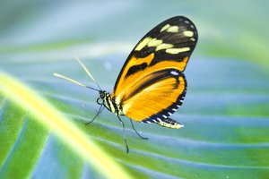 Orange butterfly: butterfly on banana leaf