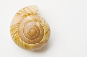 Sea shell on white background: Round snail or sea shell on white background