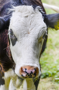 Young cow: young cow close-up
