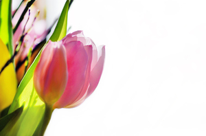 tulipa abstrato: 