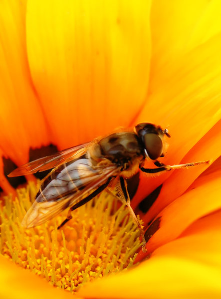 Fly: Fly in orange flower
