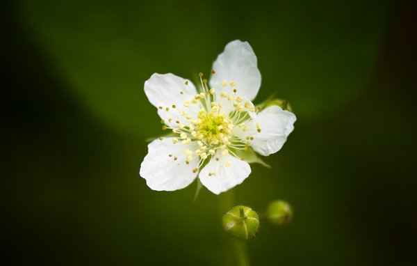 Tiny white flower: white flower against green background