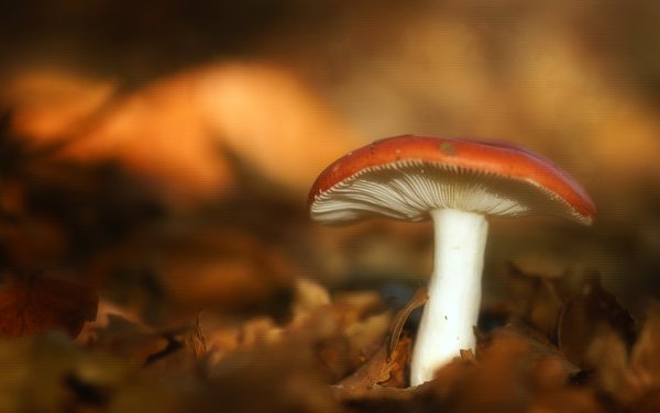 Red mushroom: Mushroom on paper background