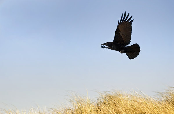 Flying crow: bird