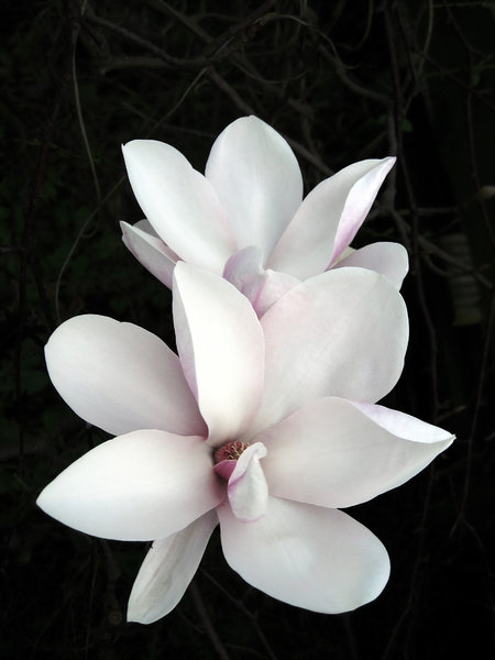 Magnolia: flowers