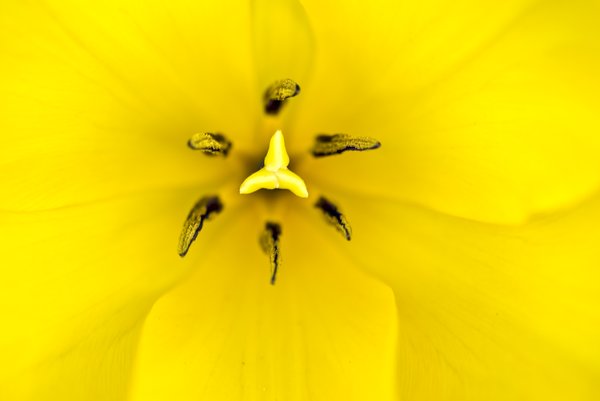 Yellow tulip macro: 