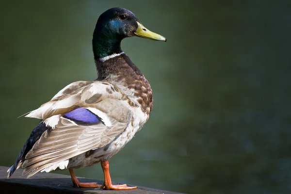 Mallard 2: male duck
