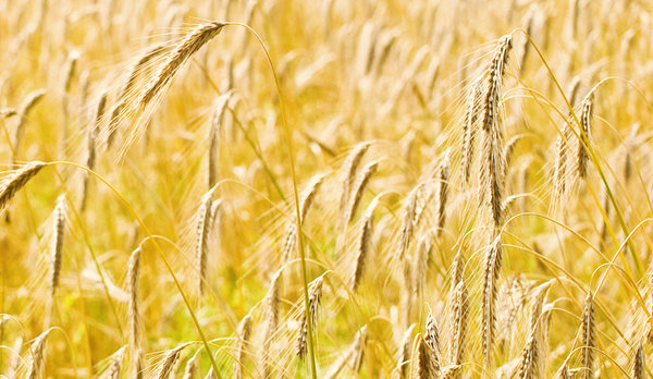 Wheat: 