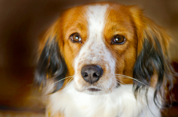 Kooiker dog portrait: Portrait of my dog Sky