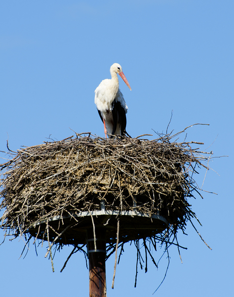 Ooievaar op zijn nest: 