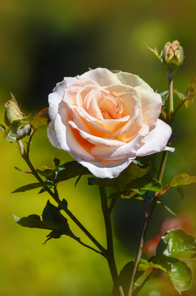 Pink tea rose: rose in a garden