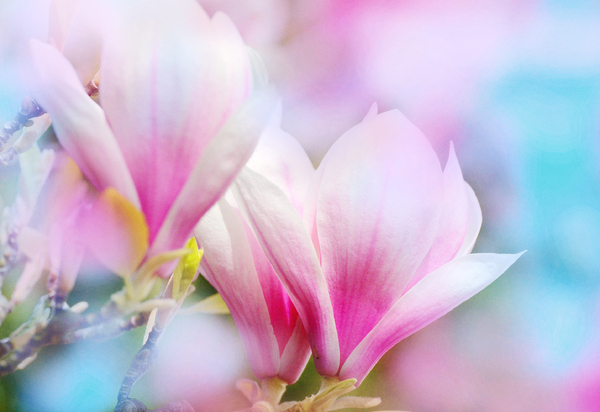 magnolia romantiek: 